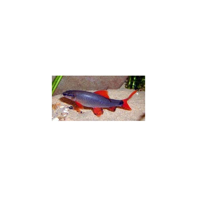 labeo frenatus gr