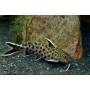 synodontis petricola md