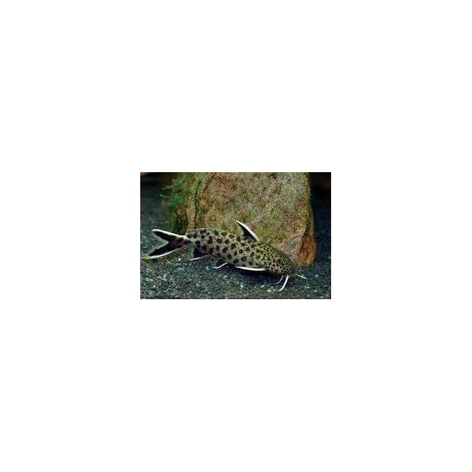 synodontis petricola md