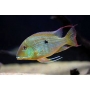 geophagus autifrons md