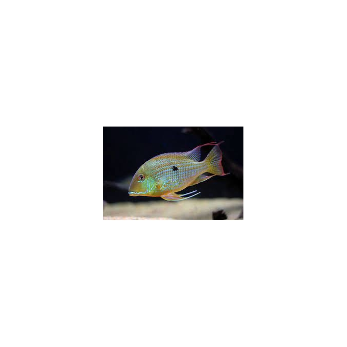 geophagus autifrons md