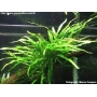 planta n microsorum gr