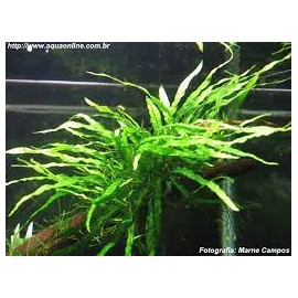 planta n microsorum gr