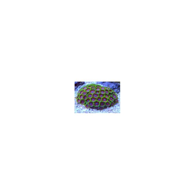 coral zoanthus watermelon gr