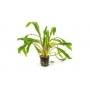 planta n cryptocorine albida tk