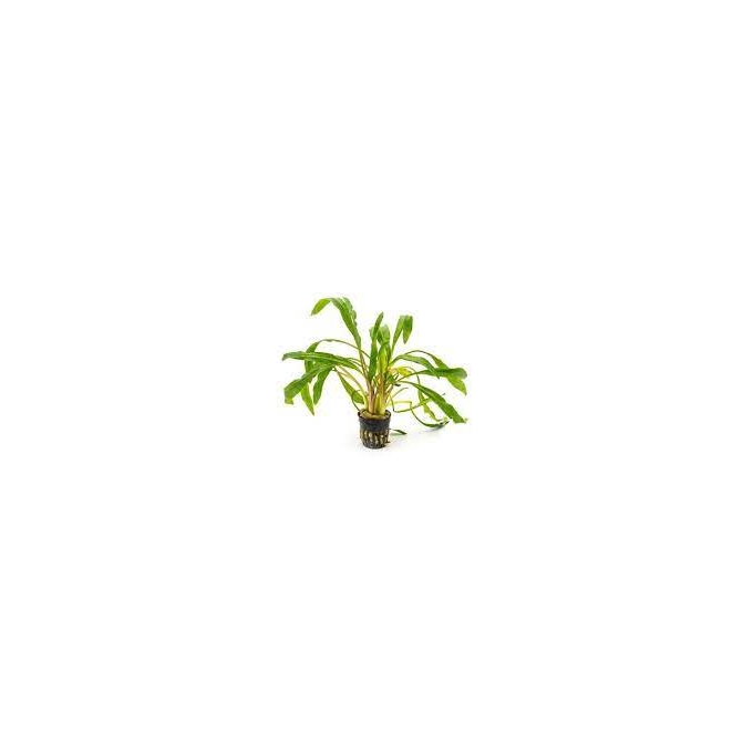 planta n cryptocorine albida tk