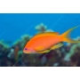 anthias squampinnis femea