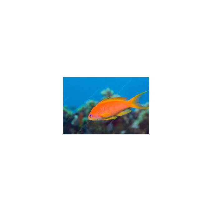 anthias squampinnis femea