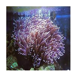 anemona ritteri purple base md
