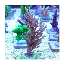 CORAL ACROPORA RED DRAGON YELLOW TIP MD