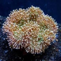 CORAL LEATHER TOADSTOOL GREEN POLYP PQ