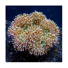 CORAL LEATHER TOADSTOOL GREEN POLYP PQ