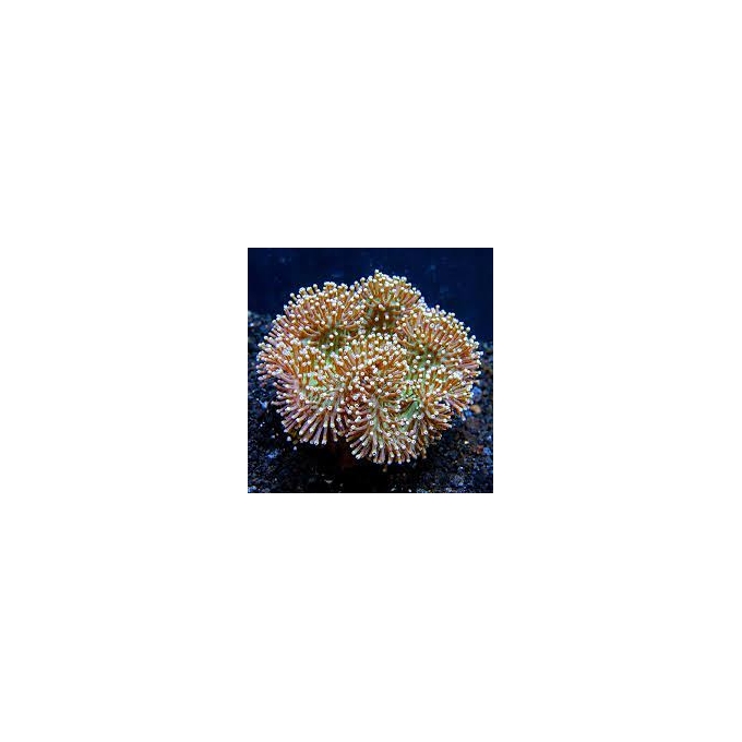 CORAL LEATHER TOADSTOOL GREEN POLYP PQ