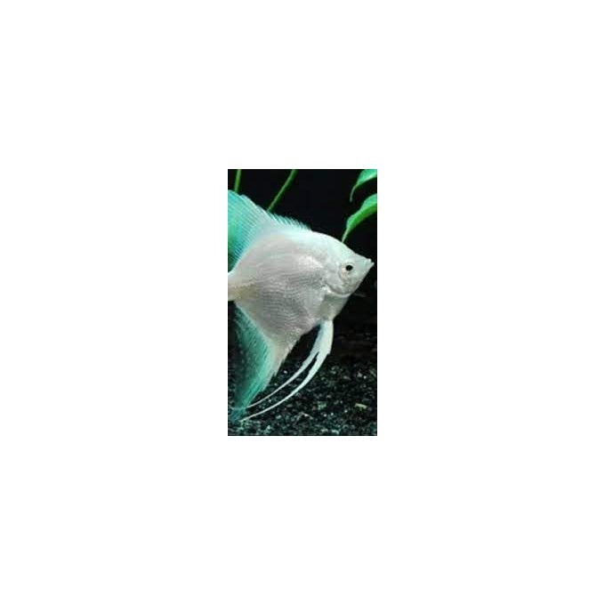acara bandeira platinum md