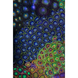 Coral Zoanthus mix 05 bocas
