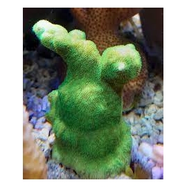 coral psammocora green pq