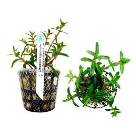 planta n limnophila hippuroides tk