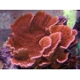 coral montipora capricornio laranja pq