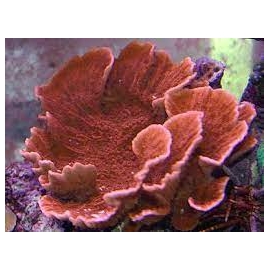 coral montipora capricornio laranja pq
