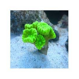 CORAL TRUMPET KRIPTONITA COLONIA