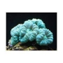 coral trumpet green colonia
