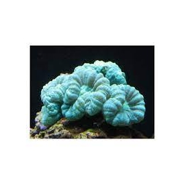 coral trumpet green colonia