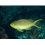 anthias redcheek female