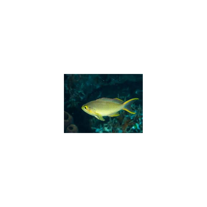 anthias redcheek female