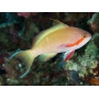 anthias redcheek male