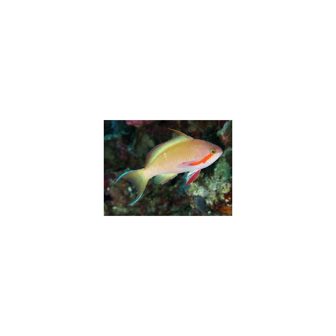 anthias redcheek male