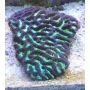 Coral Platygira Ultra Green Austra gr
