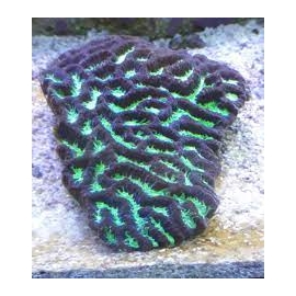 Coral Platygira Ultra Green Austra gr