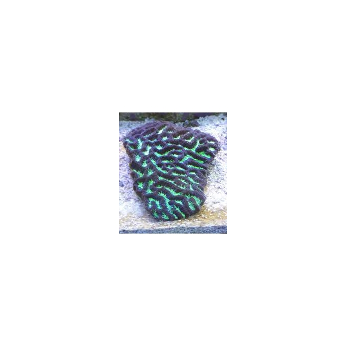 Coral Platygira Ultra Green Austra gr