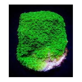 coral montipora pepper mint md