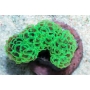coral hammer wall green metalic tips gr