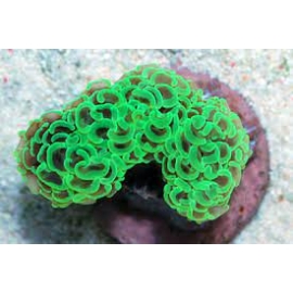 coral hammer wall green metalic tips gr