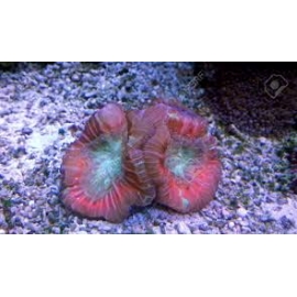 coral open brain mackay bay gr