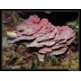 CORAL MONTIPORA LYTHOPHILLON MD