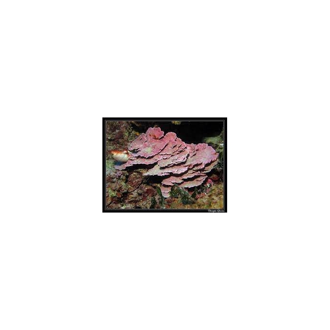 CORAL MONTIPORA LYTHOPHILLON MD