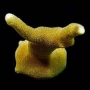 CORAL PORITS YELLOW MD