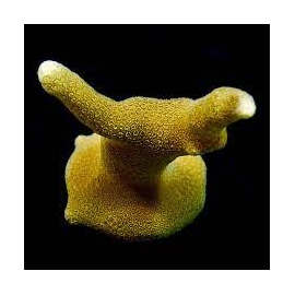 CORAL PORITS YELLOW MD