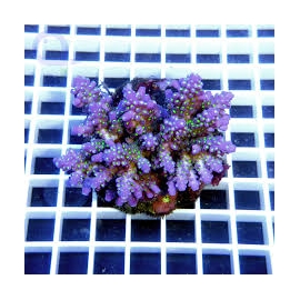 coral acropora exotic colonia gr