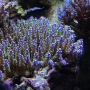 coral acropora nana purple neon md