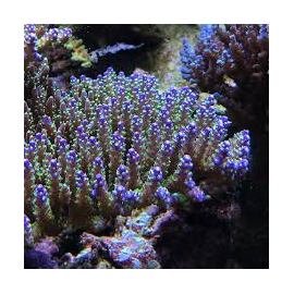 coral acropora nana purple neon md