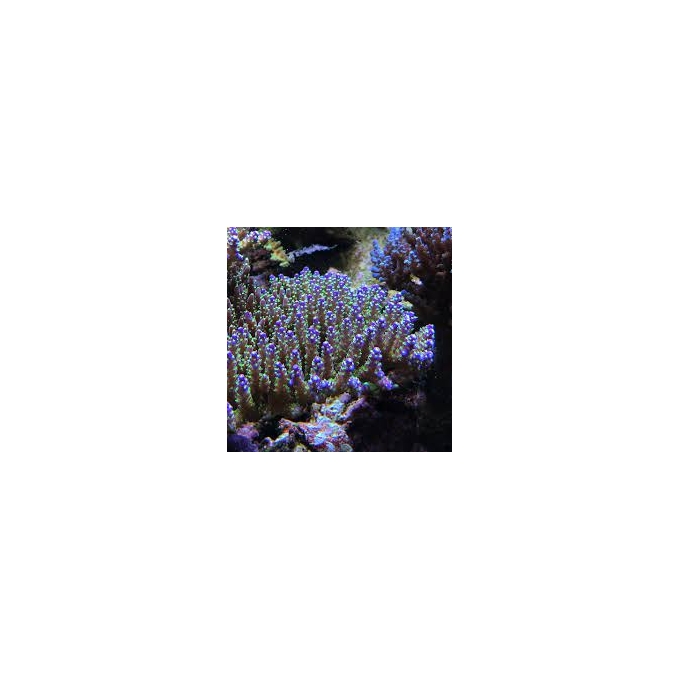 coral acropora nana purple neon md