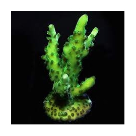 coral acropora salmonensis green gr