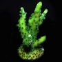 coral acropora salmonensis green md