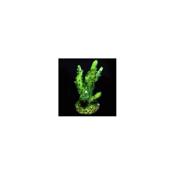 coral acropora salmonensis green md