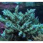 coral acropora turak green md