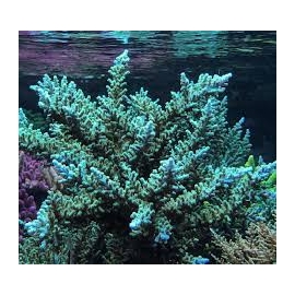 coral acropora turak green md